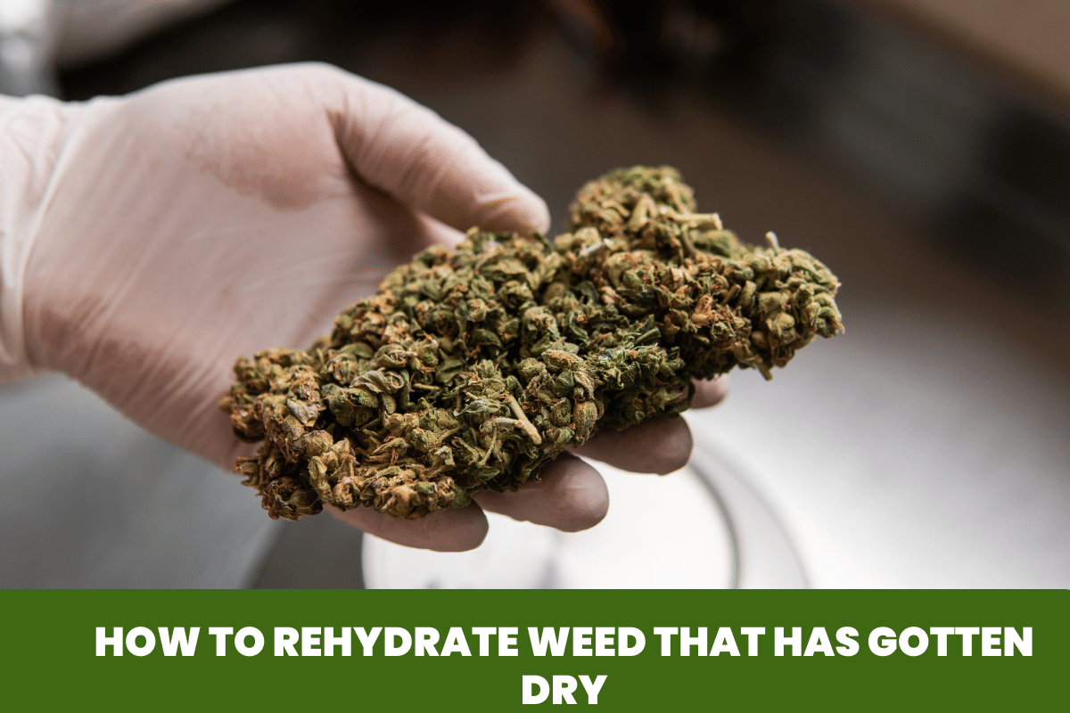 How to Rehydrate Weed That Has Gotten Dry