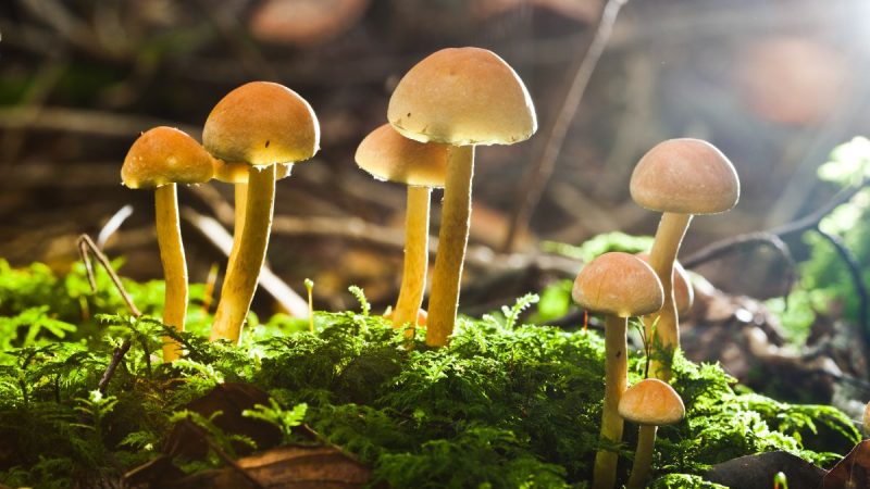 How to Grow Penis Envy Mushrooms