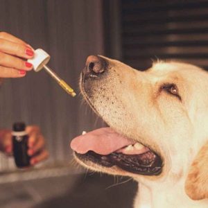 How to Use Hemp Oil for Dogs