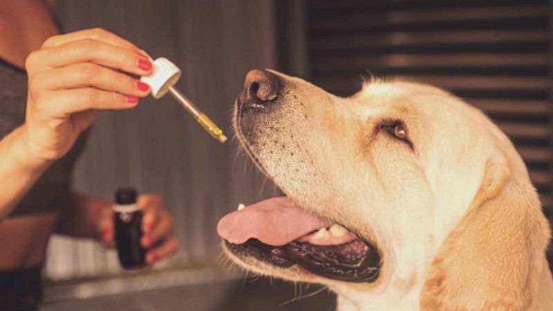 How to Use Hemp Oil for Dogs