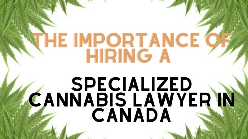 The Importance of Hiring a Specialized Cannabis Lawyer in Canada