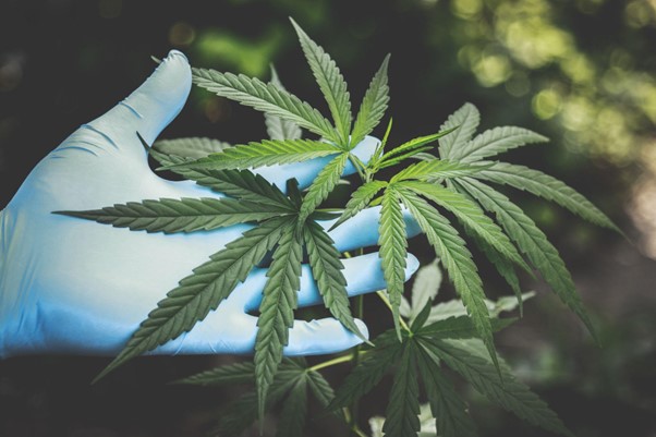 The Future Of The CBD Industry: Five Emerging Trends
