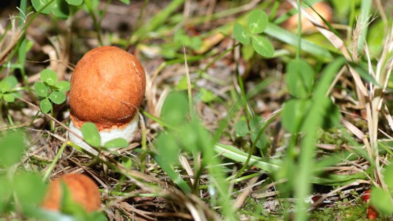The Mystical World of Mushrooms: A Fascinating Look into the Kingdom of Fungi