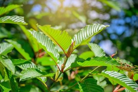 The Ultimate Kratom FAQ: Answers to Common Questions