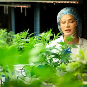 BSA/AML and the Cannabis Conundrum: Navigating Compliance in a Budding Industry