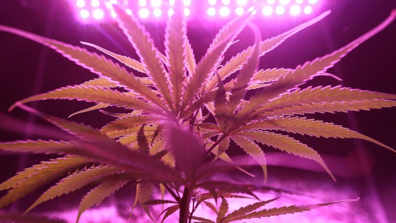 The Ultimate Guide to Growing an Indoor Cannabis Plant