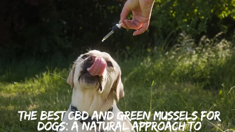 The Best CBD and Green Mussels for Dogs: A Natural Approach to Canine Health