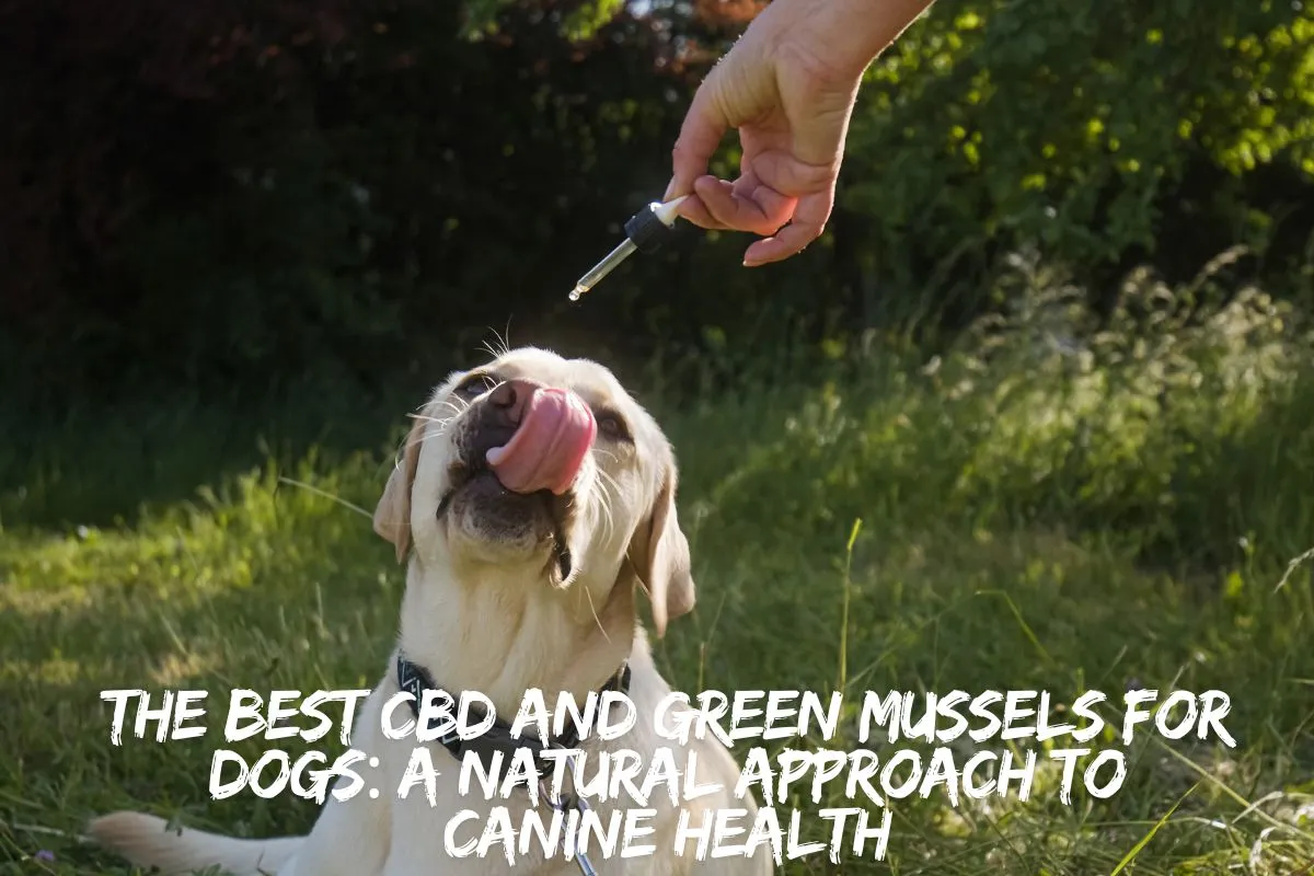 The Best CBD and Green Mussels for Dogs: A Natural Approach to Canine Health