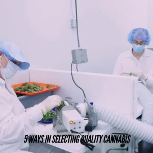 5 Ways in Selecting Quality Cannabis