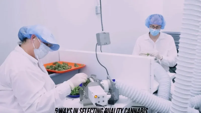 5 Ways in Selecting Quality Cannabis