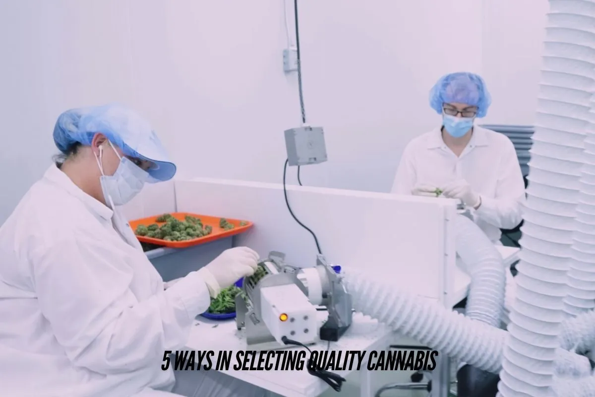 5 Ways in Selecting Quality Cannabis